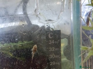 Plecos fish - Advert 15