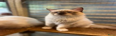 Ragdoll Kitten 1