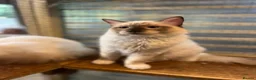 Ragdoll cats for sale: ❤️ Gorgeous ragdoll kittens ready now  ❤️ - Advert 2