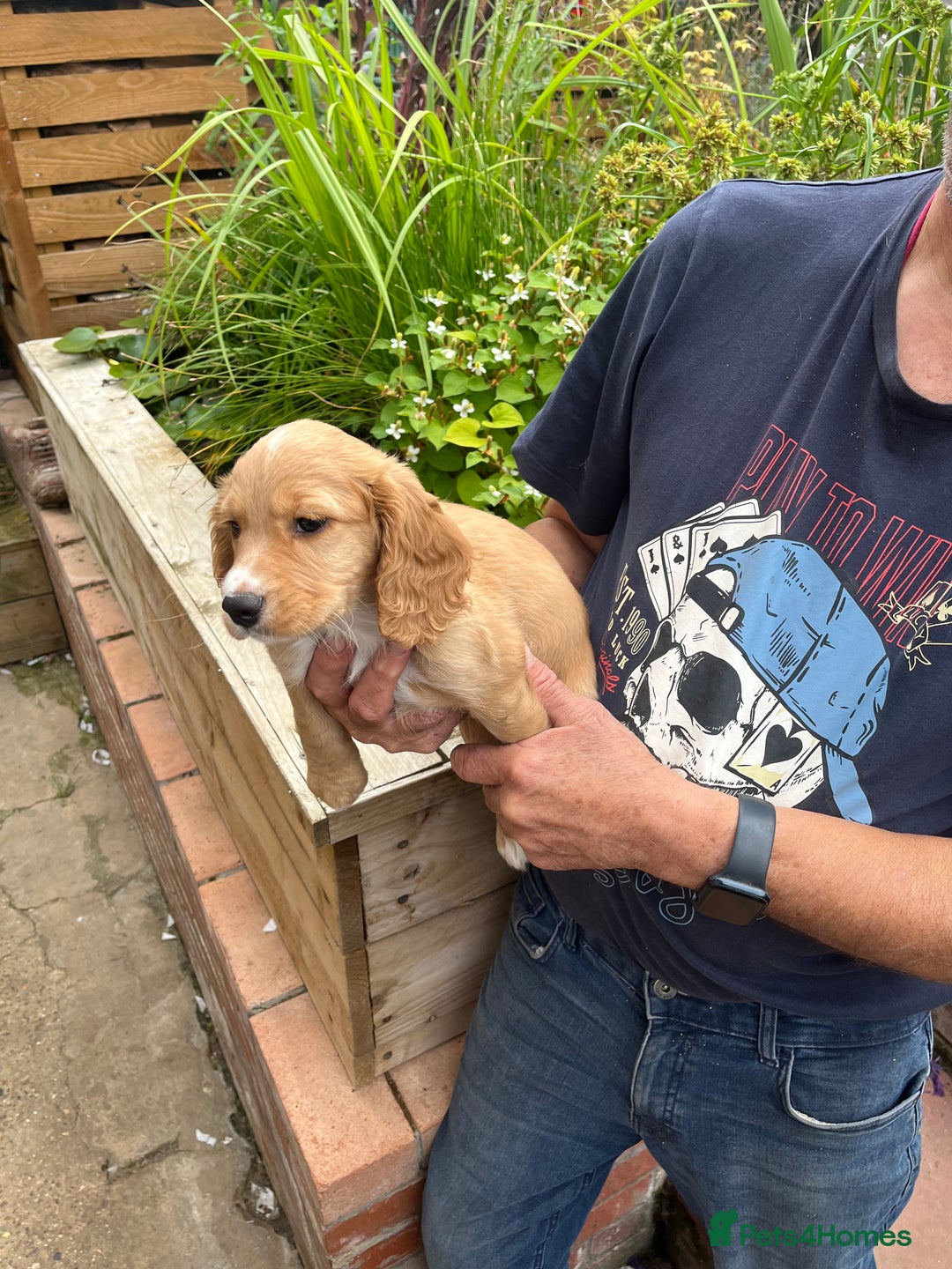 Cocker Spaniel dogs for sale: Cocker Spaniel bitch puppy - Image 2