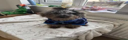 Miniature Poodle dogs for sale: Final price drop  - Advert 14