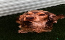 Cocker Spaniel dogs for sale: Arlo cocker spaniel show type  - Image 1