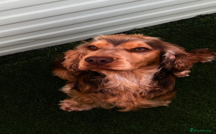Cocker Spaniel dogs - Advert 11