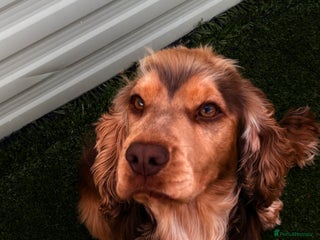 Cocker Spaniel dogs - Advert 16