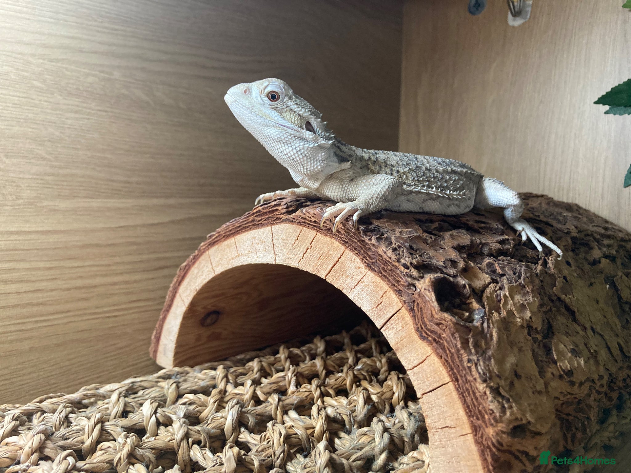 Bearded Dragon reptiles Rankins dragon - Advert 1