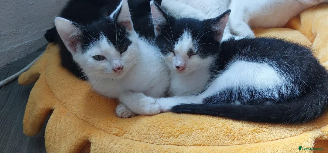 Mixed Breed cats for sale: 6 happy playful kittens - Advert 12