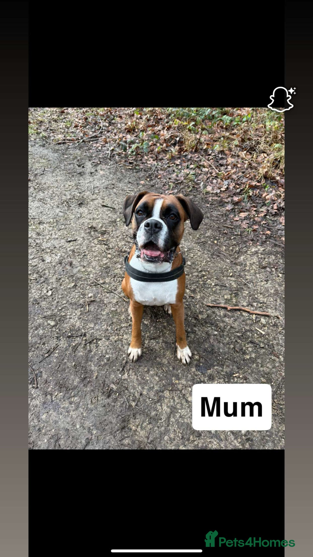 Boxer dogs for sale: Gorgeous KC Registered Boxer Pups - ONLY 3 LEFT - Image 11
