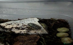 Isopods invertebrates for sale: inverts  - Image 8