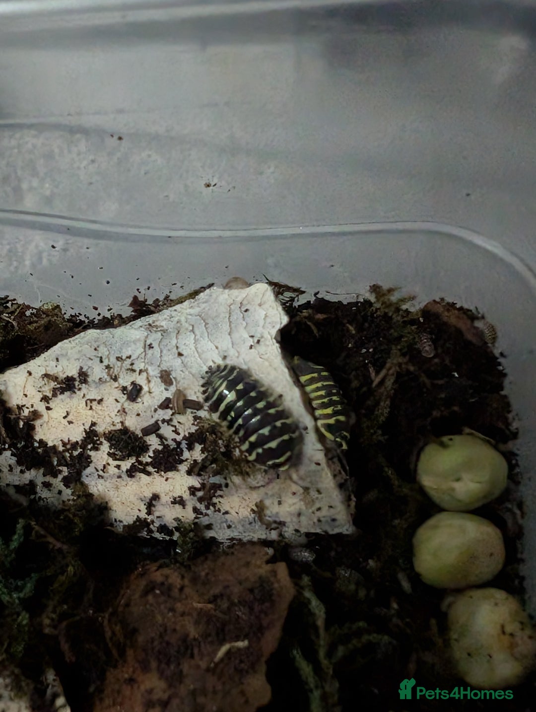 Isopods invertebrates for sale: inverts  - Image 8