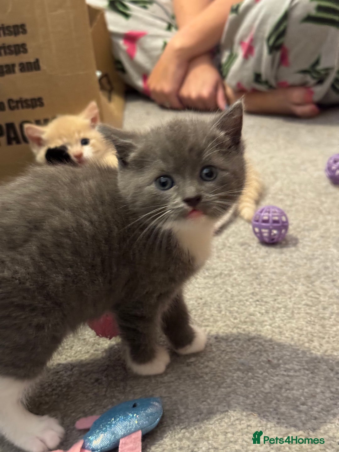 Mixed Breed cats for sale: Kittens for Sale - Advert 5