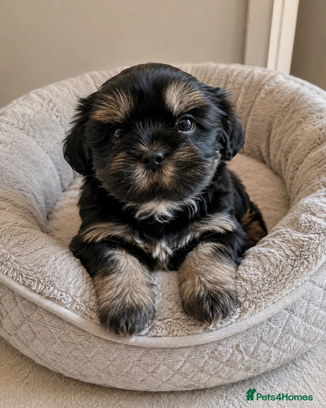 Shih Tzu dogs for sale: stunning male doby shih tzu - Advert 2