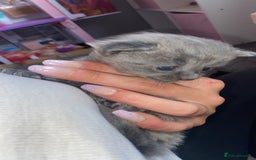 Mixed Breed cats for sale: Litter of 5 beautiful grey and Smokey kittens 🐱  - Image 6