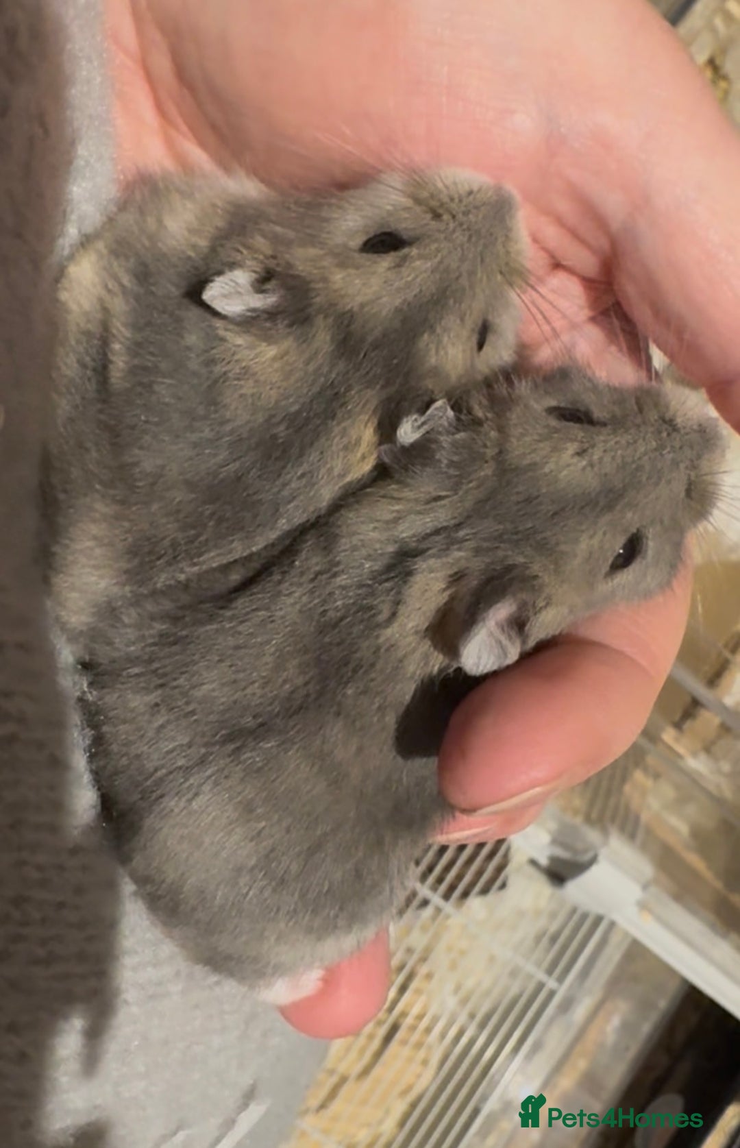 Hamster rodents for sale: Pedigree sapphire winter white hamsters  - Image 3