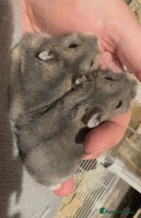 Hamster rodents - Advert 2