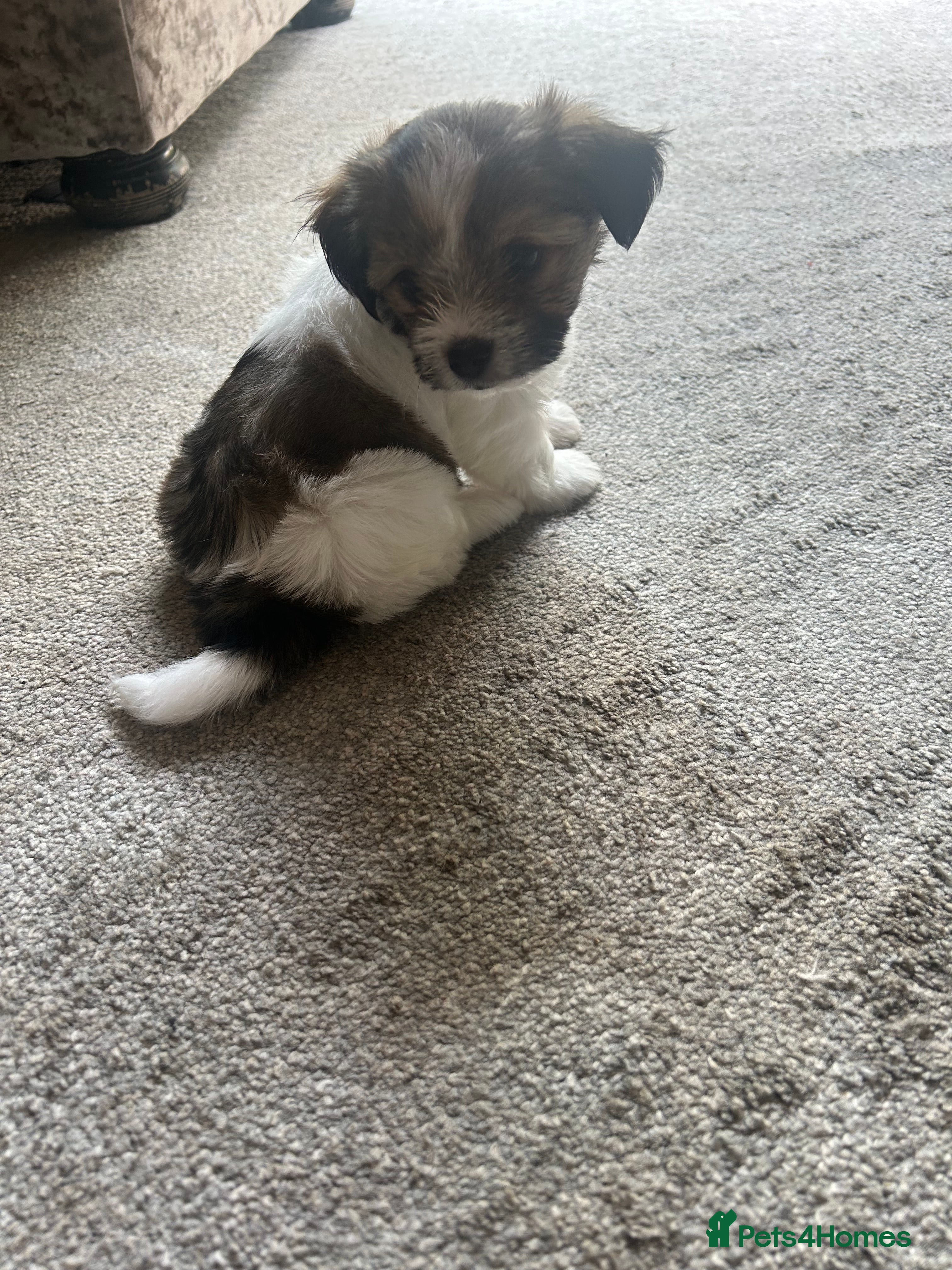 Chorkie dogs Stunning Last pup 🦁 simba  - Advert 2