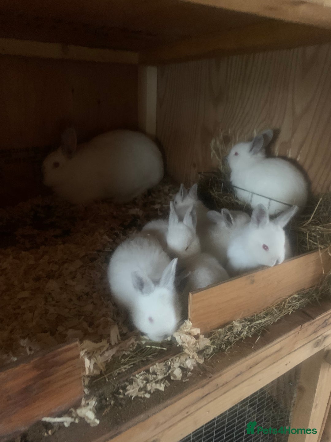 Californian rabbits for sale: Pure Californians  - Image 1