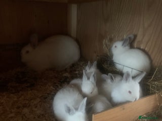 Californian rabbits - Advert 2