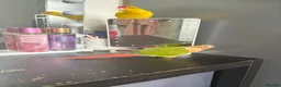Conures birds for sale: Hand tame pineapple conure - Advert 6