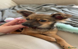 Chihuahua dogs for sale: URGENT Female long haired chihuahua mix puppy - Image 2