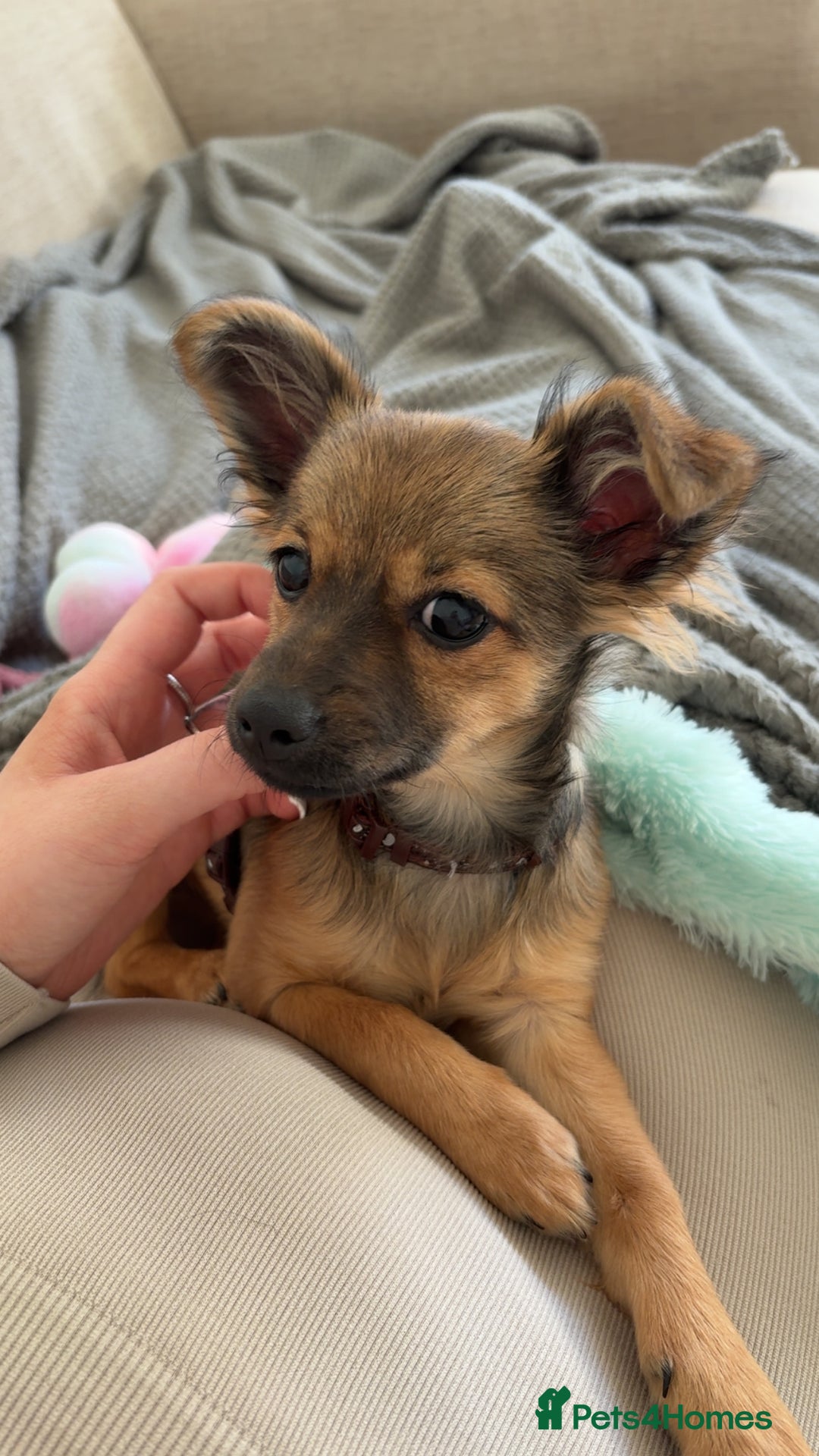 Chihuahua dogs for sale: URGENT Female long haired chihuahua mix puppy - Image 2
