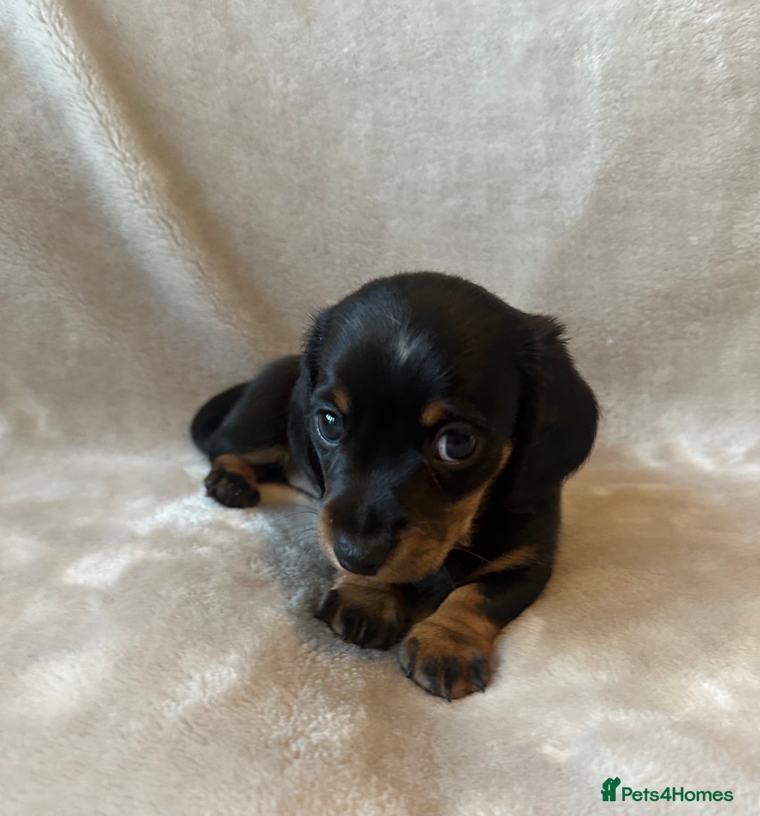 Miniature Dachshund dogs for sale: KC Reg - 1 puppy looking for his forever home - Advert 10
