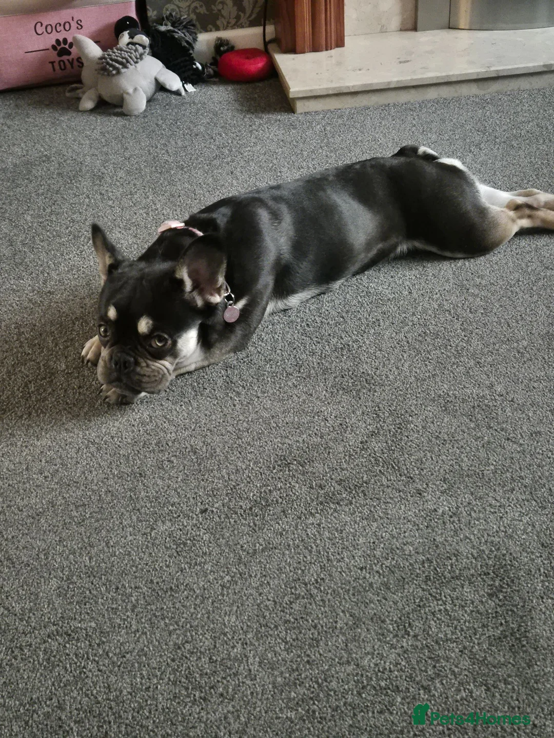 French Bulldog dogs for sale: 1yr old female chocolate/tan French bulldog  in Bristol - Advert 2