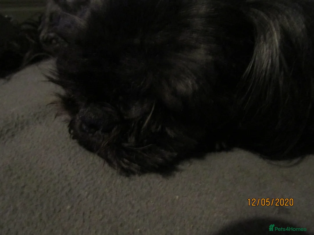 Shih Tzu dogs for stud: Bailey for stud in Spalding - Advert 28