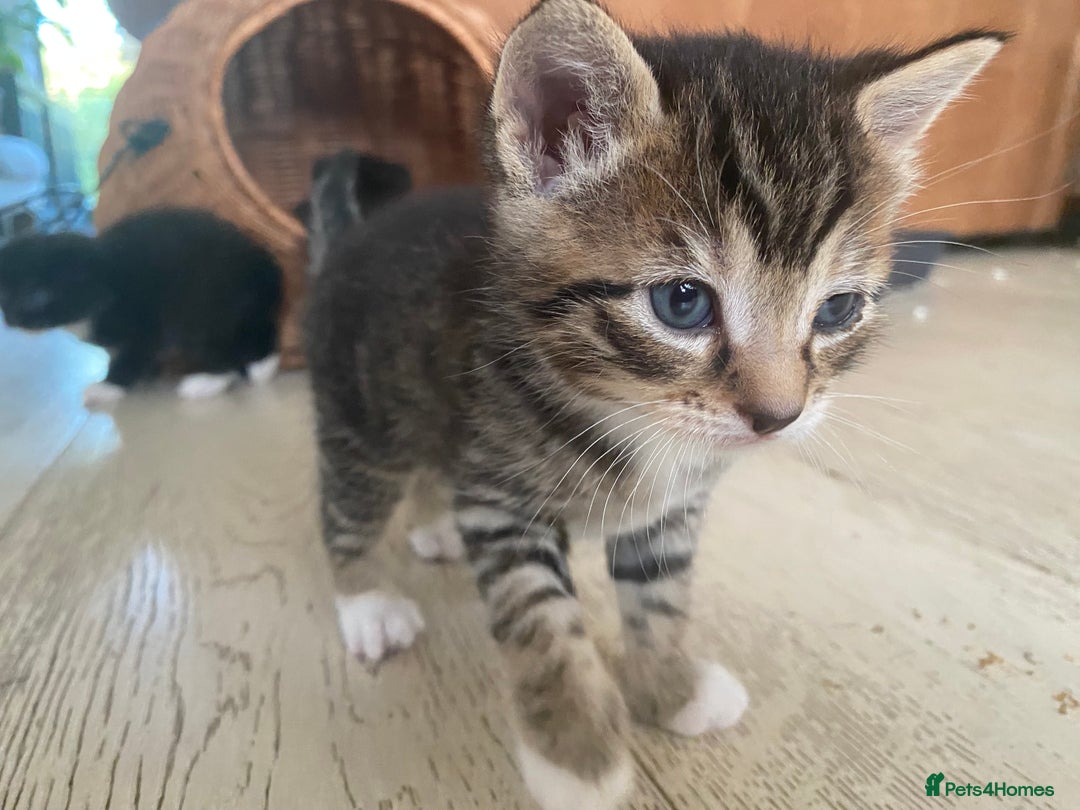 Mixed Breed cats for sale: Four beautiful little kittens - Image 16