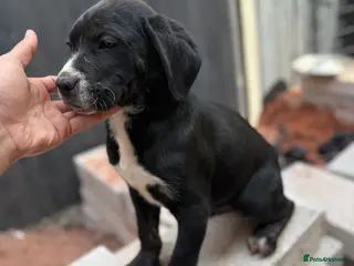 Presa Canario dogs Reduced🏆Champion Blood presa Canario pups!! - Advert 5