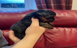 Yorkshire Terrier dogs for sale: Beautiful miniature Yorkie Biewer terriers - Image 20