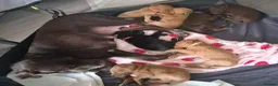 Mixed Breed dogs for sale: German pointer x Labradoodle - Advert 1