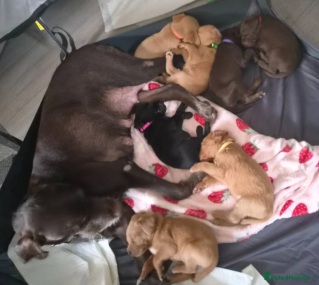 Mixed Breed dogs for sale: German pointer x Labradoodle - Advert 1