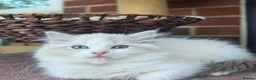 Ragdoll cats for sale: 💓please read🩵🏆European Champion lines 💫Tica - Advert 8