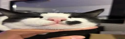 Mixed Breed cats for sale: Suited up sweetie ready for his new home - Advert 5