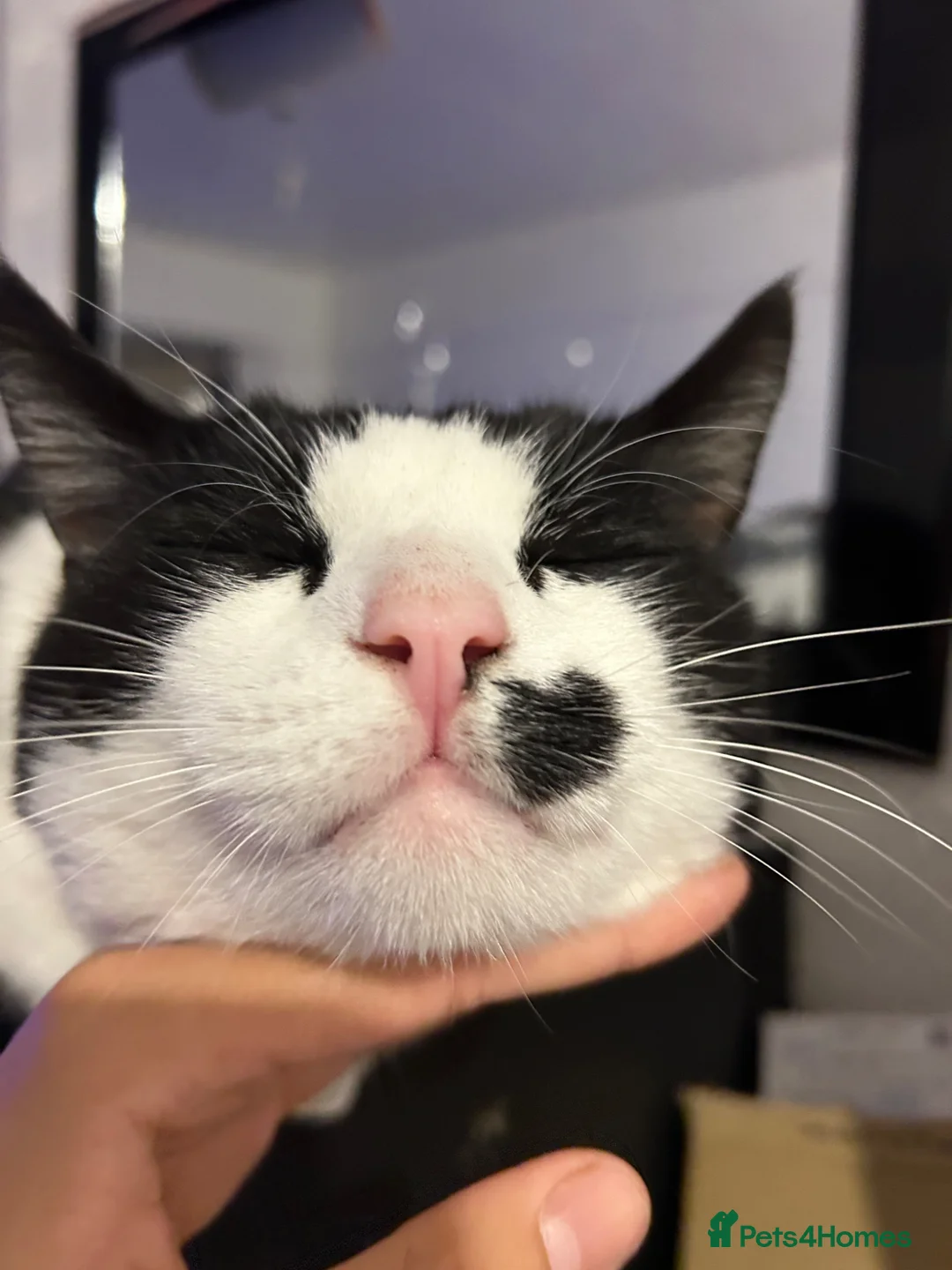 Mixed Breed cats for sale: Suited up sweetie ready for his new home - Advert 5