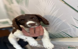 Sprocker dogs for sale: 2 sprocker girls  - Image 9