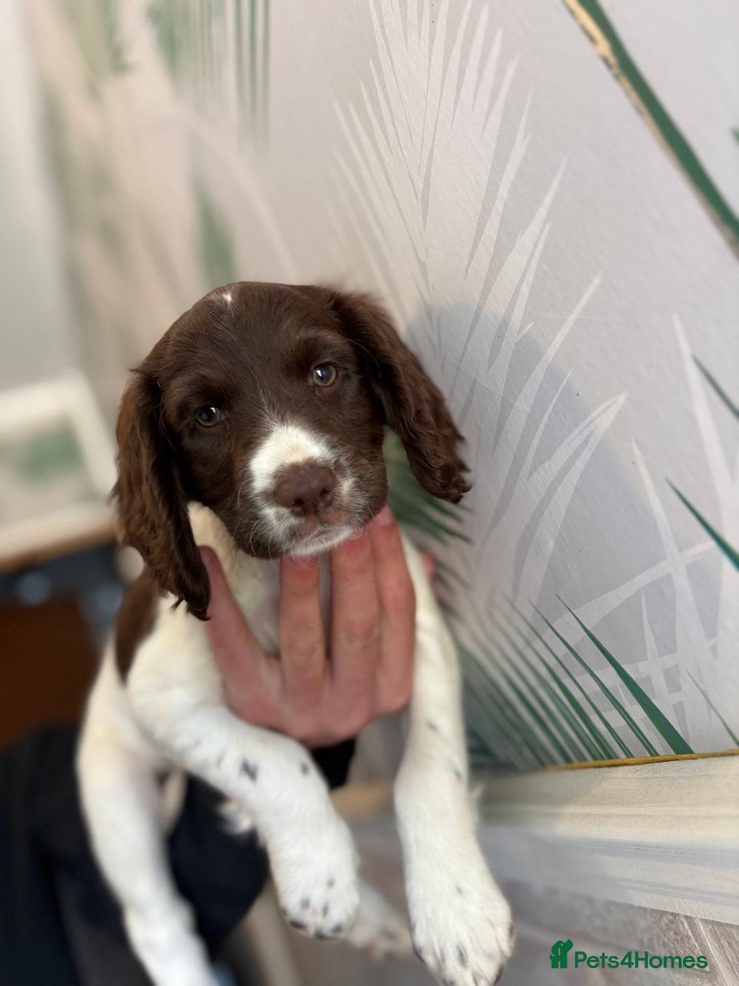Sprocker dogs for sale: 2 sprocker girls  - Image 9