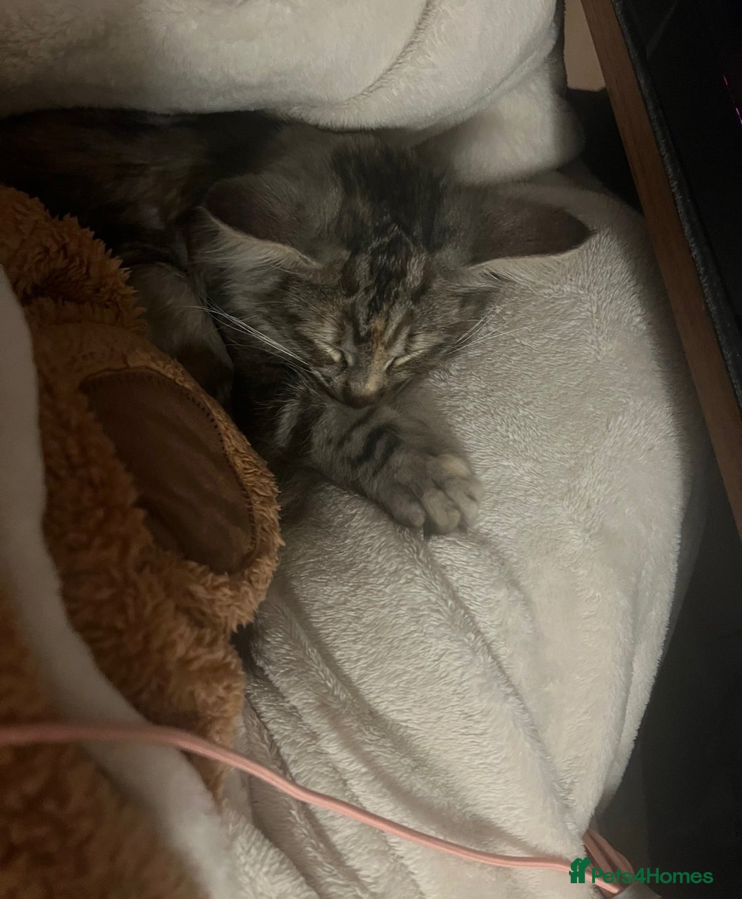 Norwegian Forest Cat cats for sale: Full pedigree female Norwegian forest cat GCCF. - Advert 6