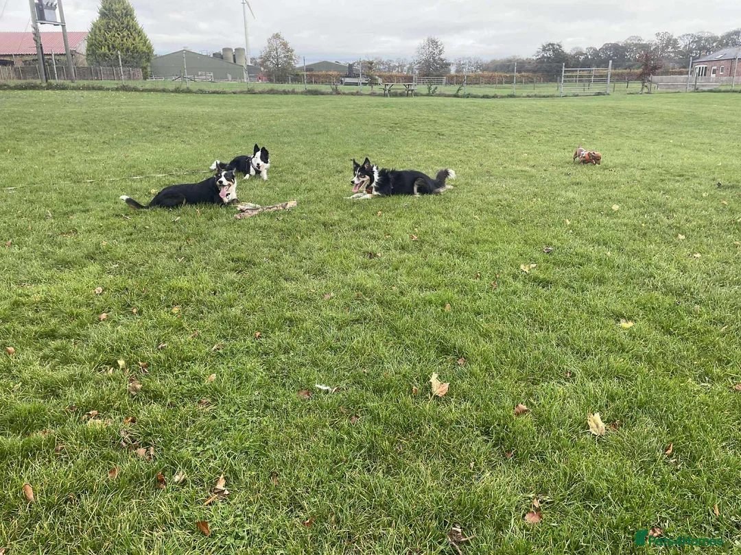 Border Collie dogs for sale: Callie needs a new home  - Advert 29