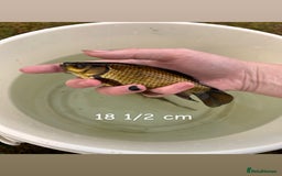 Other/Mixed Breed fish for sale: 7 outside fish  - Image 2