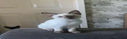 Siamese cats for sale: Two female Siamese kittens  - Advert 7