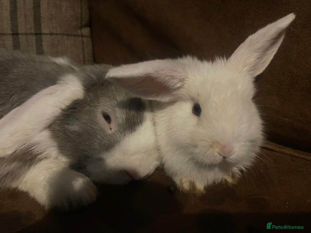 Mixed Breed rabbits for sale: Mixed aged rabbits  - Advert 3