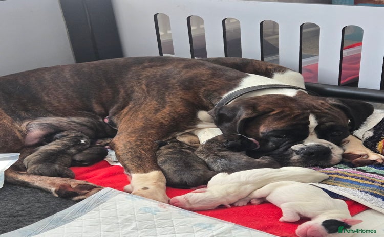 Boxer dogs - Advert 3