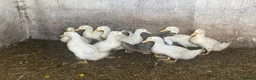 Ducks poultry for sale: Pekin Ducks - Advert 2