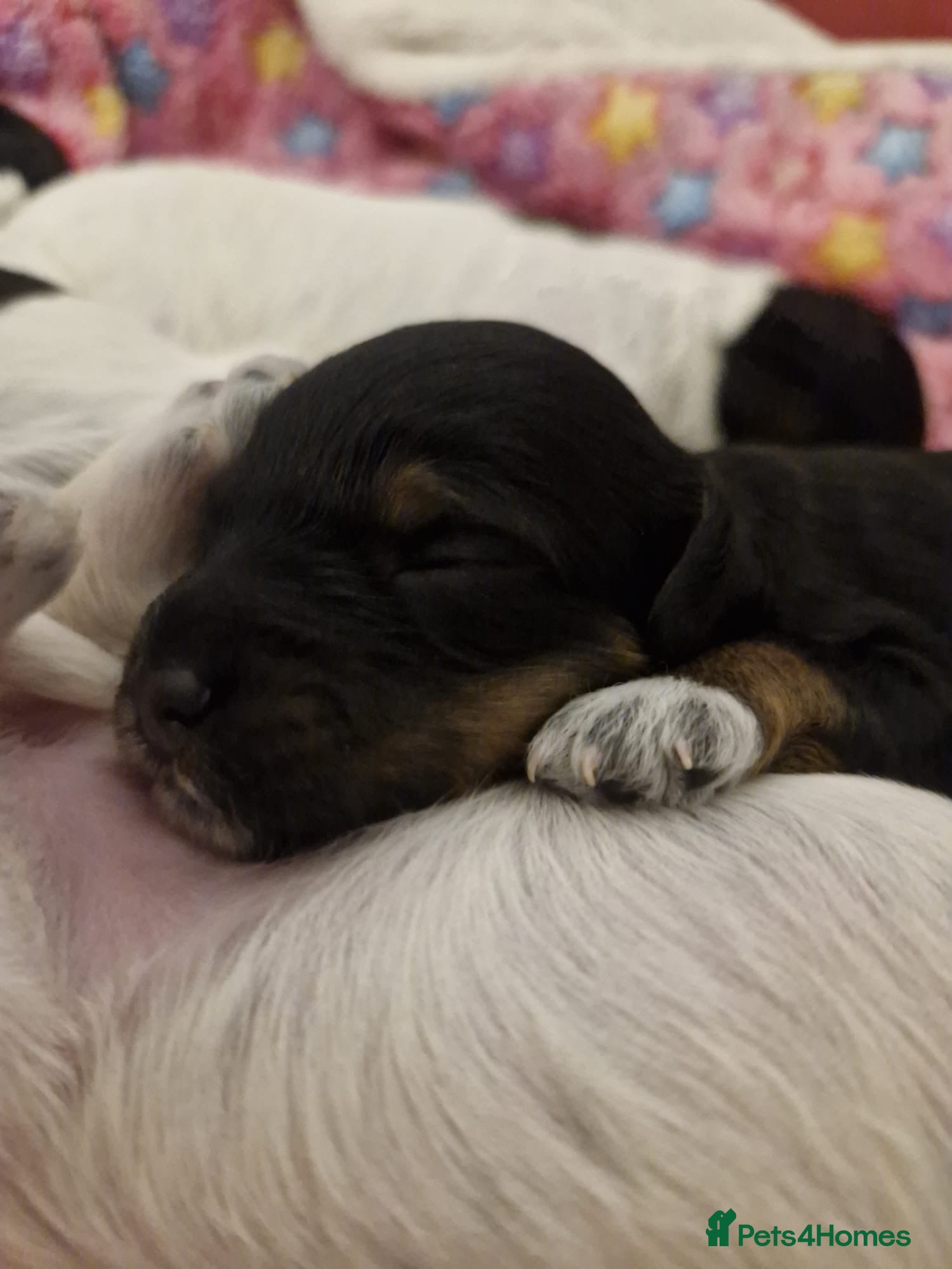 Cockapoo dogs 6 miniature Cockapoo Puppies – Due January 2026 - Advert 5