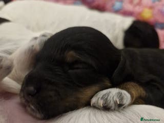 Cockapoo dogs 6 miniature Cockapoo Puppies – Due January 2026 - Advert 5