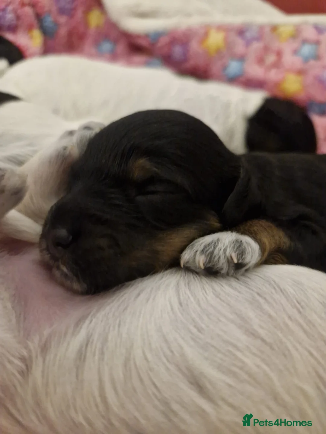 Cockapoo dogs for sale: 6 miniature Cockapoo Puppies - Advert 3