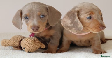 Miniature Dachshund dogs - Advert 9