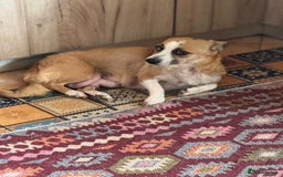 Mixed Breed dogs for adoption: OBI - a Lovely little puppy boy for a Loving Home - Image 17