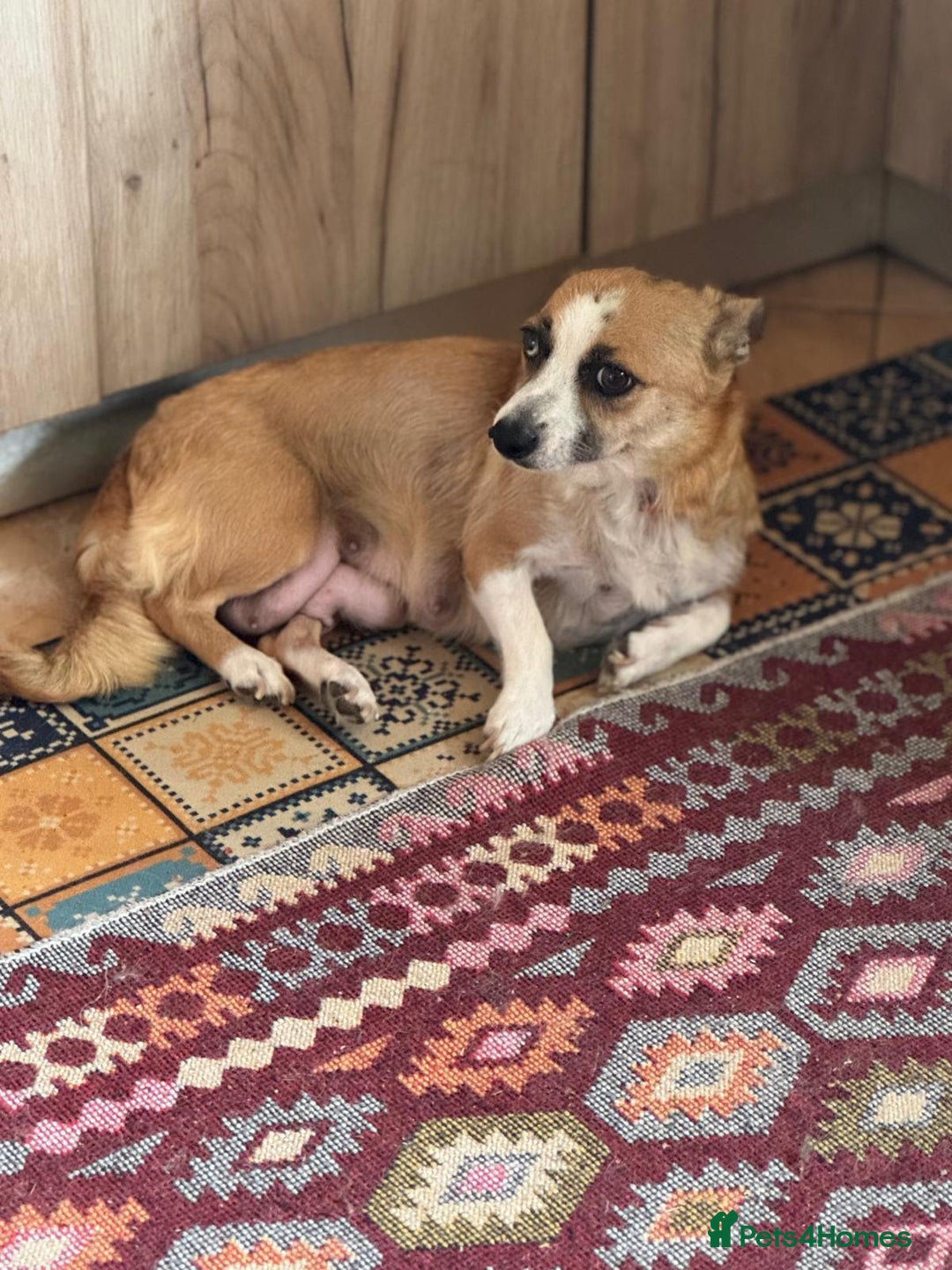 Mixed Breed dogs for adoption: OBI - a Lovely little puppy boy for a Loving Home - Image 17